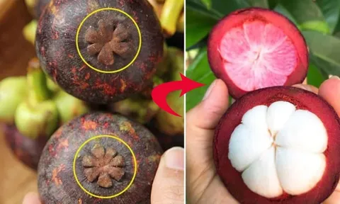 Mẹo chọn măng cụt tươi ngon, cùi dày, ngọt lịm, 10 quả như 10