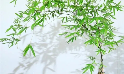 Mùa hè, trồng 5 cây cảnh này trồng nhà, giúp điều hòa không khí, mát lành, sảng khoái và sang trọng
