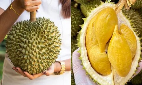 Mua sầu riêng phải nhìn đúng điểm này, chọn được chín ngọt tự nhiên, không hóa chất