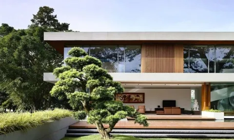 3 cây cảnh này, nhà giàu thường trồng để chiêu tài vượng lộc, gia đình sum vầy vui vẻ, hạnh phúc