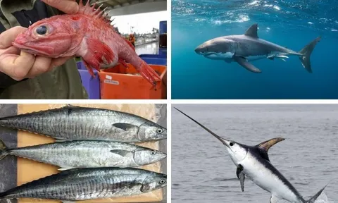 6 loại cá tưởng bổ dưỡng nhưng chứa nhiều thủy ngân: Đặc biệt loại thứ 1 nhiều người thích ăn