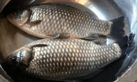 Bí quyết từ các cụ: Tại sao không nên mua thịt cổ lợn và cá diếc? Đừng bỏ lỡ!