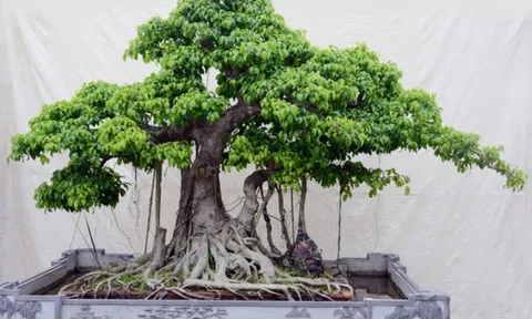 Dùng cây cối làm phong thủy, hãy nhớ 7 nguyên tắc vàng này