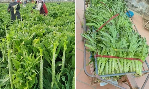 Loại rau phơi khô trông cỏ nhưng xưa là cống phẩm cho vua, nay bán giá cao vẫn được nhiều người săn lùng