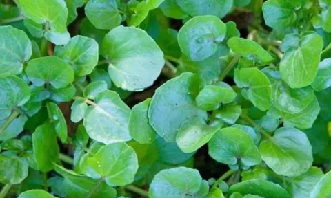 Loại rau siêu thực phẩm chống ung thư, tốt cho tim mạch và xương khớp, bán nhiều ở chợ Việt chỉ 10 nghìn đồng/mớ