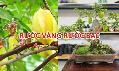 Mẹo trồng cây khế phong thủy sai hoa trĩu quả, rước vàng rước bạc vào nhà