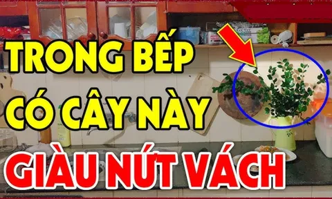 Nhà có 3 loại cây thơm này: Điềm lành sắp tới, đừng dại nhổ đi
