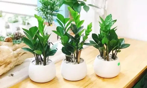Trồng 5 loại cây này trong nhà, tài lộc kéo về ào ào cả năm