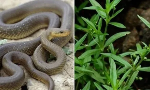 3 loại cây trồng rắn mê nhất: Muốn gia đình bình an, nên dẹp bỏ ngay!
