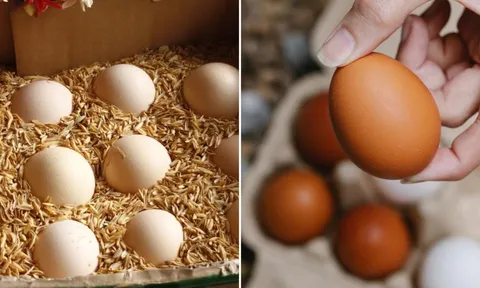 Bảo quản trứng không cần tủ lạnh không khó, làm theo cách này, để cả tháng trứng vẫn tươi ngon