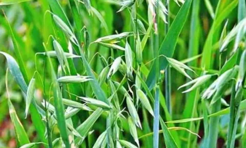 Loại cỏ bị coi là vô dụng nay thành đặc sản quý hiếm, giá 5 triệu đồng mỗi kg khiến dân săn lùng