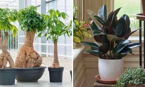 Người xưa dặn: "Trồng 4 loại cây cảnh này trong nhà, không phát tài cũng được hưởng phúc khí", ai cũng nên trồng