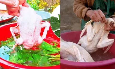 4 Mẹo làm sạch lông vịt, nhổ sạch lông măng, thịt không bị hôi