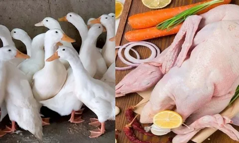 Ra chợ mua thịt vịt, nhớ nhìn điểm này thịt vịt ngon ngọt không hôi, ít mỡ nhiều nạc