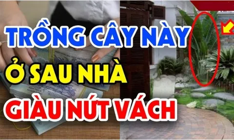 Tổ tiên dặn dò: 4 loại cây trồng trước nhà khánh kiệt, trồng sau nhà giữ của tiền vào như nước, nhớ cho kỹ