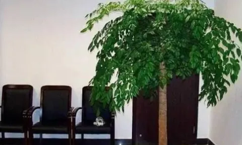 Tổ tiên dạy: 'Trong nhà có hai cây thì dù không giàu cũng có phước', đó là 2 cây gì?