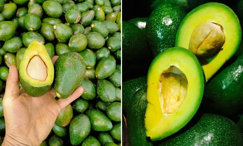 Làm thế nào để chọn được quả bơ ngon, thịt nhiều, hạt nhỏ, không bị đắng?