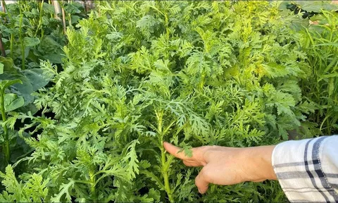Loại rau nhúng lẩu giòn ngọt, bổ phổi mát gan, mọc đầy vườn không cần chăm bón