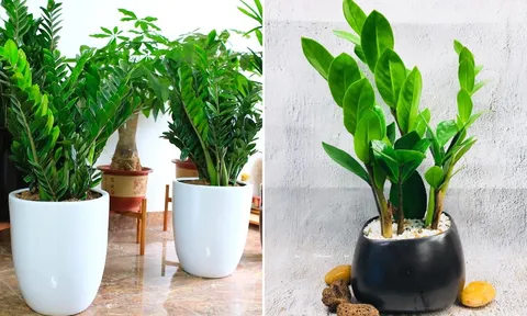 Người mệnh nào hợp trồng cây kim tiền nhất?