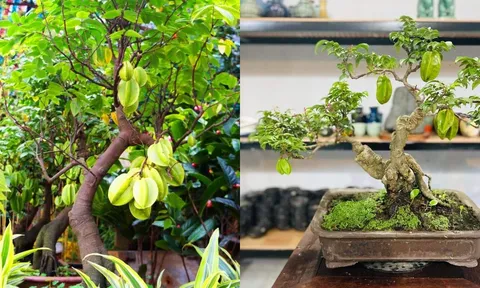 Trồng cây khế nhỏ cũng Thu Hút Vận May, Quả Vàng Rước Lộc, đặc biệt trồng đúng vị trí này cực giàu