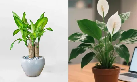 Đặt 3 loại cây này trong văn phòng, sự nghiệp cứ thế 'phất như diều gặp gió'