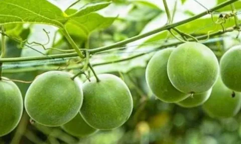 Loại quả kỳ lạ ở Việt Nam ngọt gấp 300 lần đường mía, hỗ trợ điều trị tiểu đường và ngăn ngừa ung thư