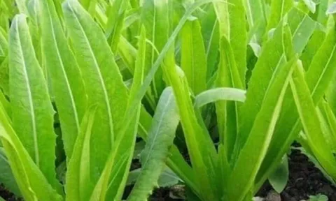 Loại rau quen thuộc chứa canxi gấp nhiều lần sữa, ăn sống hay nấu chín đều bổ cực tốt