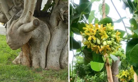 3 "cây ác" tuyệt đối không trồng trước nhà kẻo rước hoạ: Chặt ngay kẻo hối không kịp
