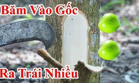 Mùng 5/5 Tết Đoan Ngọ đáng sợ nhất là Khảo Cây Lấy Quả, vì sao lại sợ?