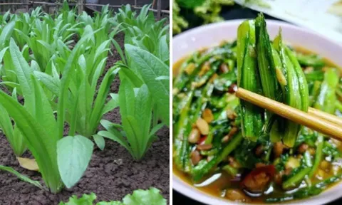 Loại rau "bình dân" canxi gấp 36 lần nước hầm xương, bổ hơn tổ yến: Chợ Việt bán rất nhiều giá rẻ như cho