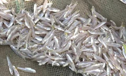 6 loại cá tự nhiên cực bổ, đi chợ thấy là mua ngay kẻo tiếc