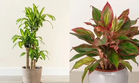 9 loại cây phong thủy càng trồng trước cửa càng giàu: Hút tài, trấn trạch, hóa giải vận đen
