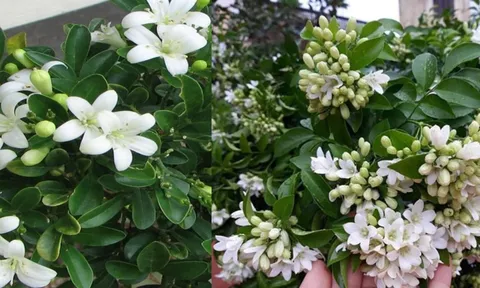 Có nên trồng cây nguyệt quế trước nhà không?