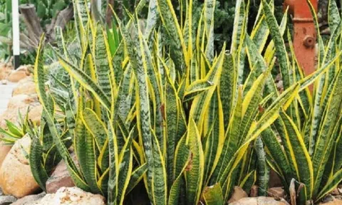 Tổ tiên dạy: Trong nhà trồng 2 loại cây này, gia đạo yên ấm, phúc khí kéo đến, tiền tài không mời cũng tới