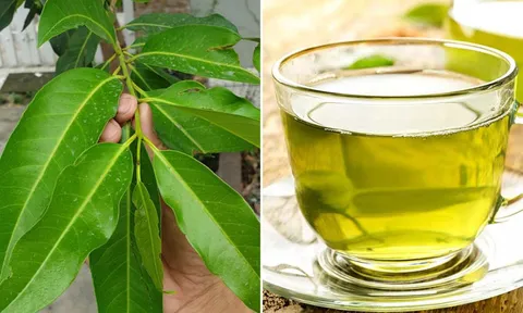 Uống nước vối thường xuyên có tốt không, giúp trị bệnh gì?