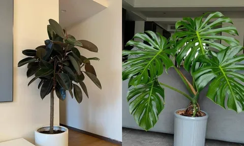 3 loại cây giúp 'trấn trạch' cho ngôi nhà: Chỉ cần 1 chậu tài lộc kéo đến rần rần, gia chủ bình an