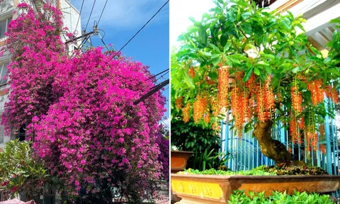 4 loại cây là 'bảo vật' của Thần Tài, trồng trong nhà càng lâu càng có lộc