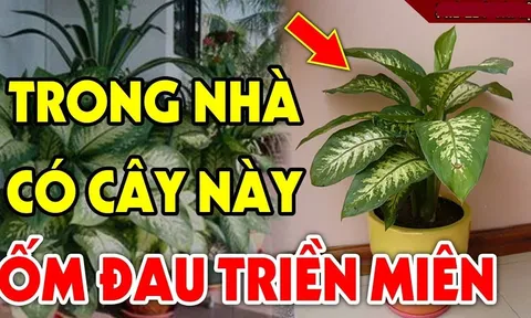 5 loại cây âm trồng trước cửa nhà: Con cháu nghèo khổ 3 đời nên tránh, đó là cây nào?