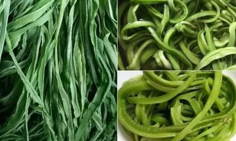 Bật mí loại rau đắt hơn thịt, bổ ngang nhân sâm, Việt Nam có nhiều nhưng ít người biết để ăn