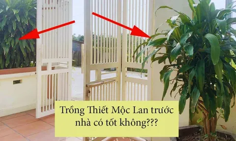 Có nên trồng cây Thiết Mộc Lan trước cửa nhà không?