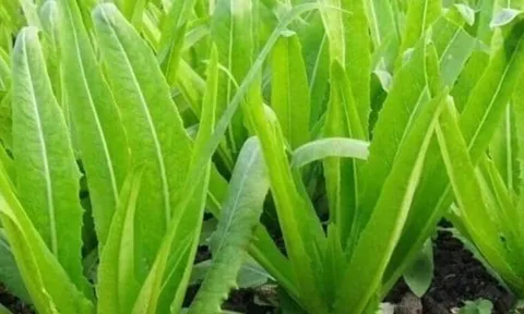 Loại rau giàu canxi vượt trội hơn cả sữa, ăn sống hay chín đều tốt cho sức khỏe