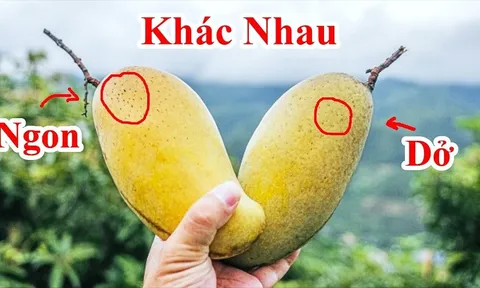 Mẹo mua xoài chín ngọt tự nhiên, không sợ ủ thuốc