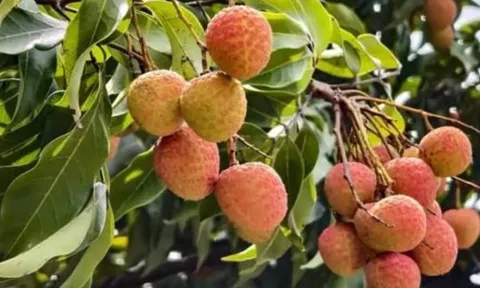 Tháng 5 vải thiều bán rộ: 4 nhóm người nên hạn chế ăn để tránh gặp vấn đề sức khỏe