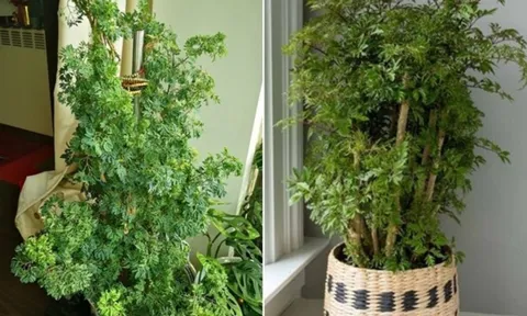 Vị trí trồng cây đinh lắng hút lộc 2025: Xua đuổi tà ma, hút mọi tài lộc vào nhà