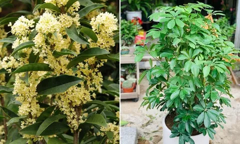 5 loại cây cảnh hút tài lộc hợp cả 5 mệnh, trồng trước nhà là tốt nhất