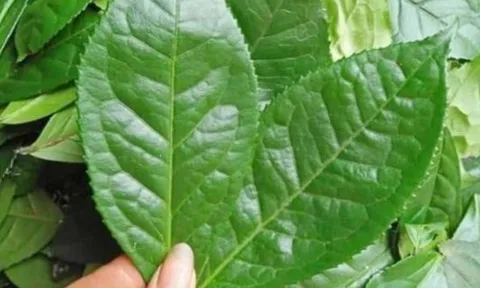 5 loại lá quen thuộc giúp giải độc, thanh lọc phổi tự nhiên hiệu quả