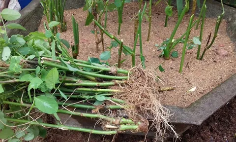 Cắm loại rau này xuống đất là mọc tua tủa, giàu sắt gấp 5 lần thịt bò