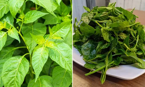 Loại lá nhiều canxi gấp 2 lần sữa, mùa hè đem nấu canh vừa mát vừa bổ