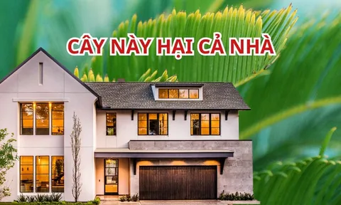 Tổ tiên chỉ bảo: "Cây ngũ quỷ trước nhà, người suy, tiền cạn kiệt", trồng cây cảnh nhớ tránh 5 loại này