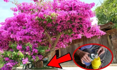 Tưới 1 thìa nước này cho cây hoa giấy: Nụ trổ kín cành, hoa bung nở quanh năm